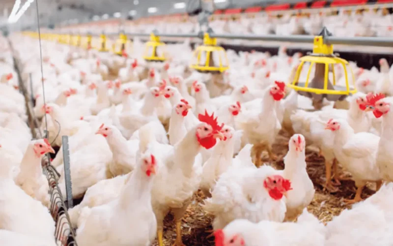 تحديث سوق الدواجن والبيض الأحد 8 فبراير 2026